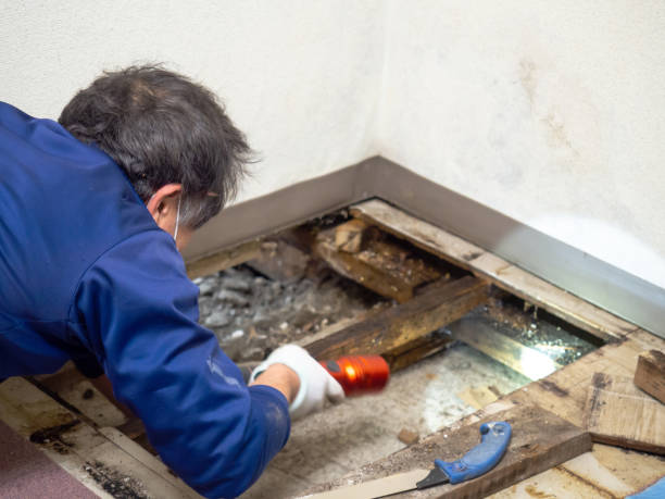Best Home Mold Removal  in Miami Beach, FL