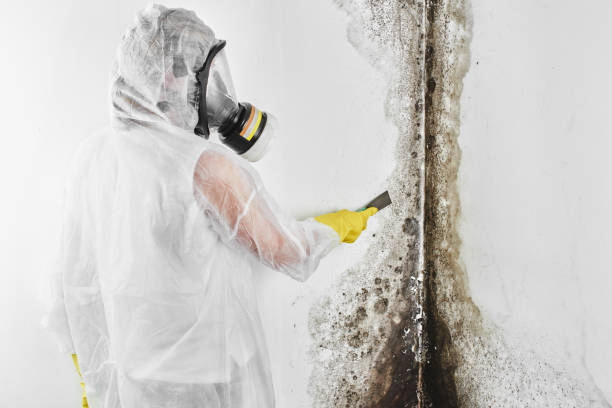 Trusted Miami Beach, FL Mold Removal Experts