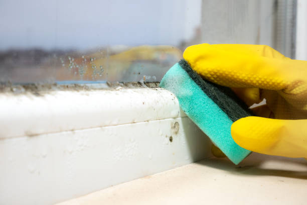 Best Same-Day Mold Removal  in Miami Beach, FL
