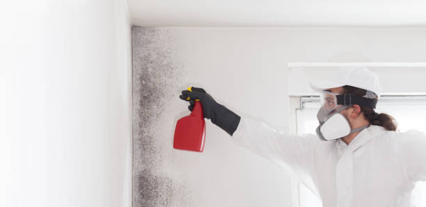 Mold Testing and Removal in Miami Beach, FL