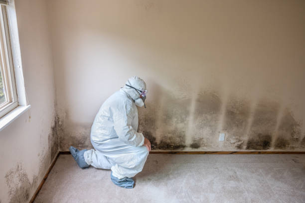 Attic Mold Removal in Miami Beach, FL
