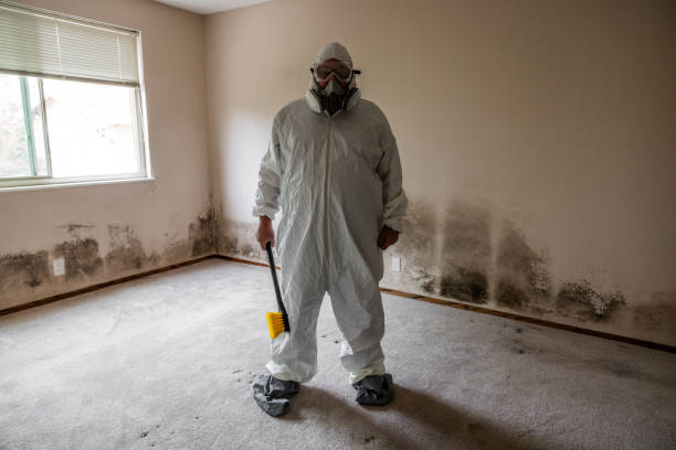 Best Attic Mold Removal  in Miami Beach, FL