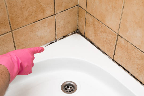 Best Toxic Mold Removal  in Miami Beach, FL